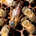 Descubren que abejas reinas tienen excepcional memoria y habilidad de aprendizaje