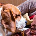 Demuestran que los perros actúan rápido para consolar a sus dueños cuando están tristes