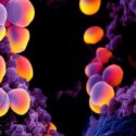 Tenemos un problema global con las superbacterias y el cambio climático lo está acelerando