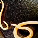 Dos nematodos que llevaban 42,000 años congelados, y ahora están vivos
