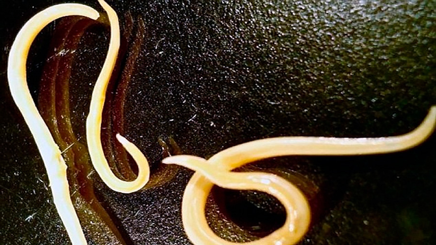 Dos nematodos que llevaban 42,000 años congelados, y ahora están vivos