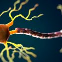 Nuestra consciencia sería posible gracias a unas “neuronas gigantes”
