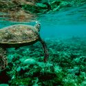 Solo un 13% de los océanos del mundo permanece salvaje