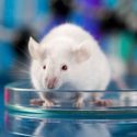 Pronto las simulaciones informáticas sustituirán muchos experimentos con animales
