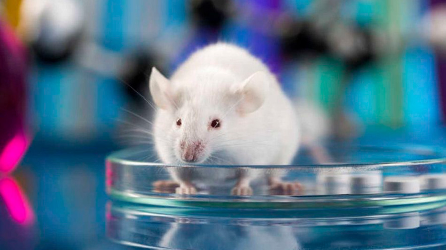 Pronto las simulaciones informáticas sustituirán muchos experimentos con animales