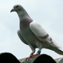 Las palomas mensajeras se guían por olores naturales familiares