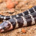Descubren en Australia una nueva especie de serpiente venenosa