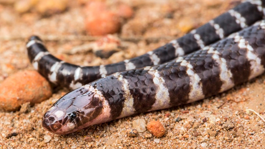 Descubren en Australia una nueva especie de serpiente venenosa