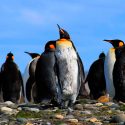 "Declive masivo" de la mayor colonia de pingüino rey del mundo: estudio
