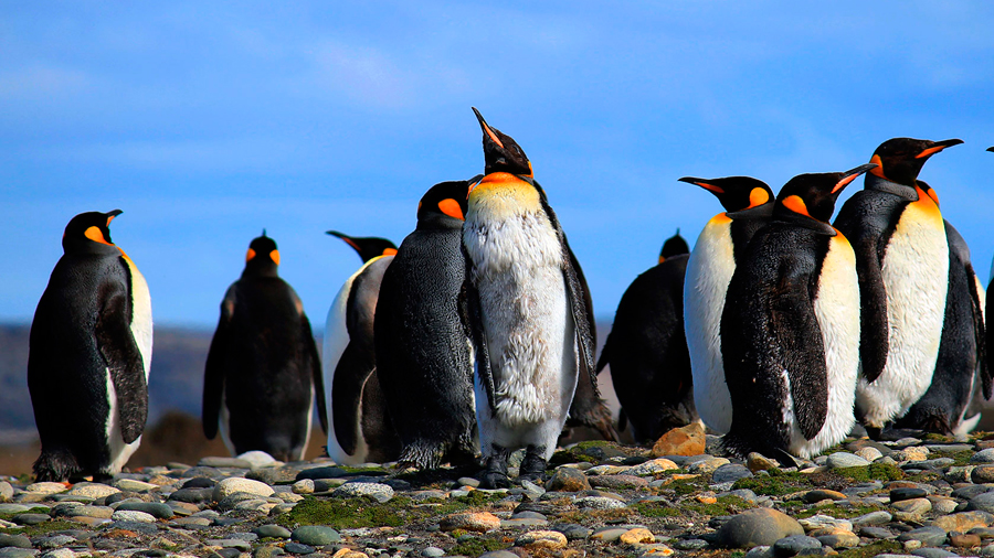 "Declive masivo" de la mayor colonia de pingüino rey del mundo: estudio