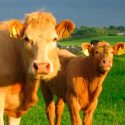 Científico mexicano crea antibiótico a partir de piel de rana que cura infecciones en vacas