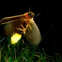 ¿Cómo funciona una luciérnaga?: Historias de la luz y la materia