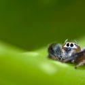 Las arañas realizan un control natural de plagas en cultivos de invernadero