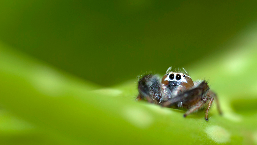 Las arañas realizan un control natural de plagas en cultivos de invernadero