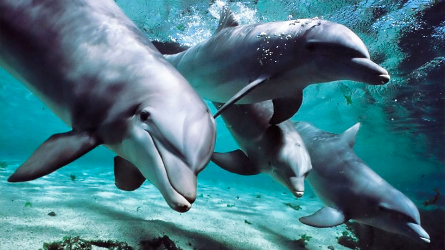 Los delfines macho ponen 'nombres' a amigos y rivales de su entorno