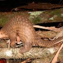 Inminente colapso global de biodiversidad sin acción urgente concertada: estudio de Nature