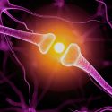 La formación de neuronas depende de un impulso eléctrico
