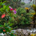Ecuador: científicos descubren, gracias a un bosque tropical, la historia de un pueblo indígena masacrado