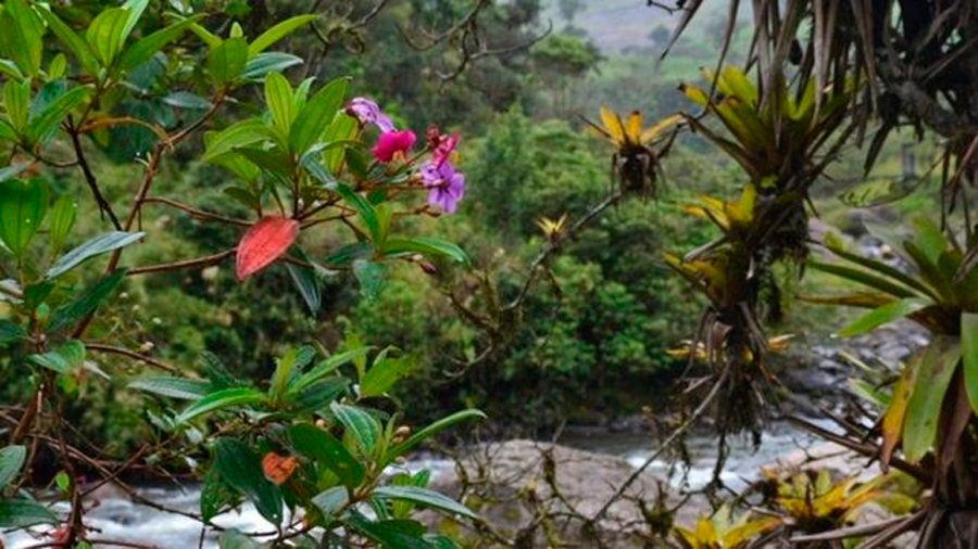 Ecuador: científicos descubren, gracias a un bosque tropical, la historia de un pueblo indígena masacrado