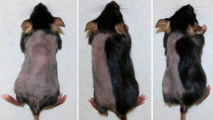 Un fármaco experimental revierte en ratones la caída de cabello