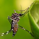 El mosquito Aedes aegypti, vector principal del Dengue y otros arbovirus