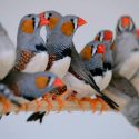 Las aves, al igual que los humanos, perciben los colores en categorías