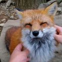 Científicos rusos logran domesticar zorros salvajes tras conocer su genética