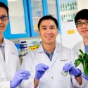 Científicos descubren que las nanofibras incorporadas a alimentos son más efectivas contra la grasa