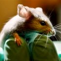 Con nanorobots buscan bloquear los suministros de oxígeno y energía a los tumores cancerígenos