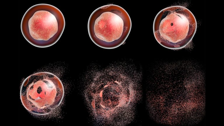 Científicos Logran Descubrir A Qué Velocidad Ocurre La Muerte Celular ...