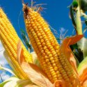 Descubren un maíz que no necesita fertilizantes: crece usando aire y bacterias