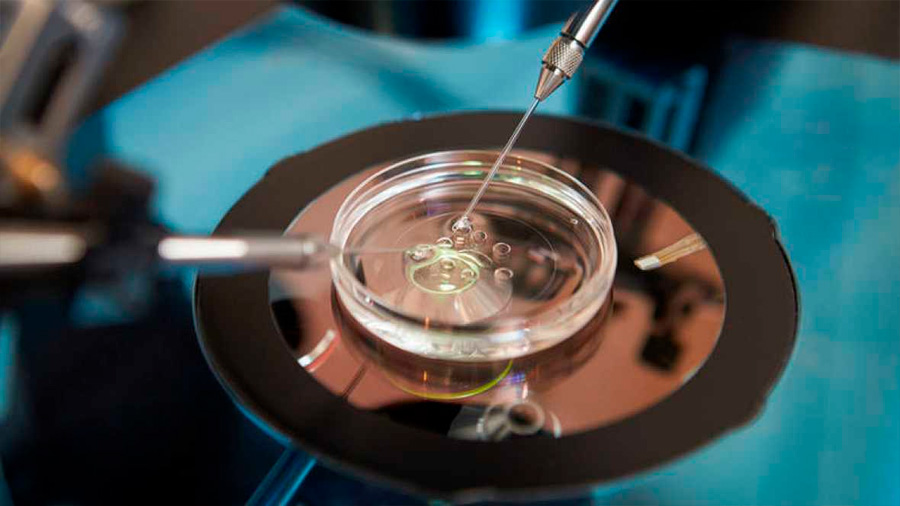 Expertos en ética reclaman que se duplique el tiempo máximo para investigar con embriones hasta 28 días