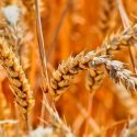 Científicos publican la secuencia de los 107,891 genes del trigo