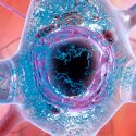 Descubren cómo se inicia el Alzheimer en el cerebro