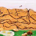 Observan cómo emular túneles que excavan hormigas para mitigar atascos de tráfico