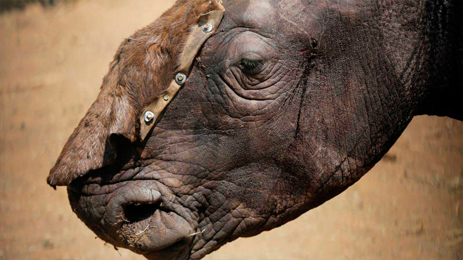 Cortan cornamentas a rinocerontes para preservarlos de los furtivos