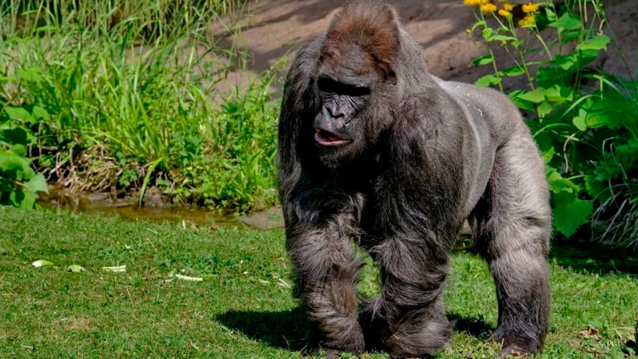 Muere Fritz, uno de los gorilas más ancianos de Europa, a los 55 años