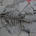 Descubren una especie extinta de tortuga sin caparazón, pero con pico, que aclara el origen de estos animales