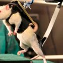 Un fármaco logra que ratones con paraplejia vuelvan a caminar