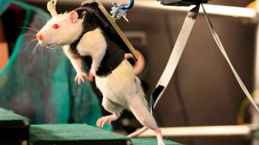 Un fármaco logra que ratones con paraplejia vuelvan a caminar
