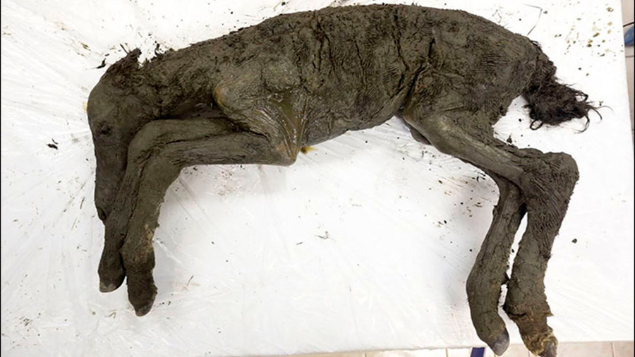 Extraordinarias fotos de un potrillo de 40, 000 años de antigüedad te dejarán boquiabierto