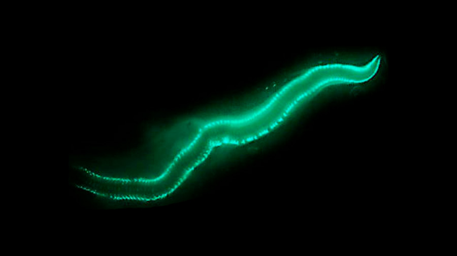 Una enzima hace brillar con luz propia a los gusanos de fuego de Bermudas