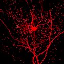 Descubren nuevo tipo de neuronas que podrían ser lo que nos diferencia de los animales