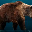 Científicos descubren que el oso pardo tiene ADN del extinto oso cavernario