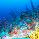 Los corales de aguas profundas también tienen estrés por el aumento de temperaturas
