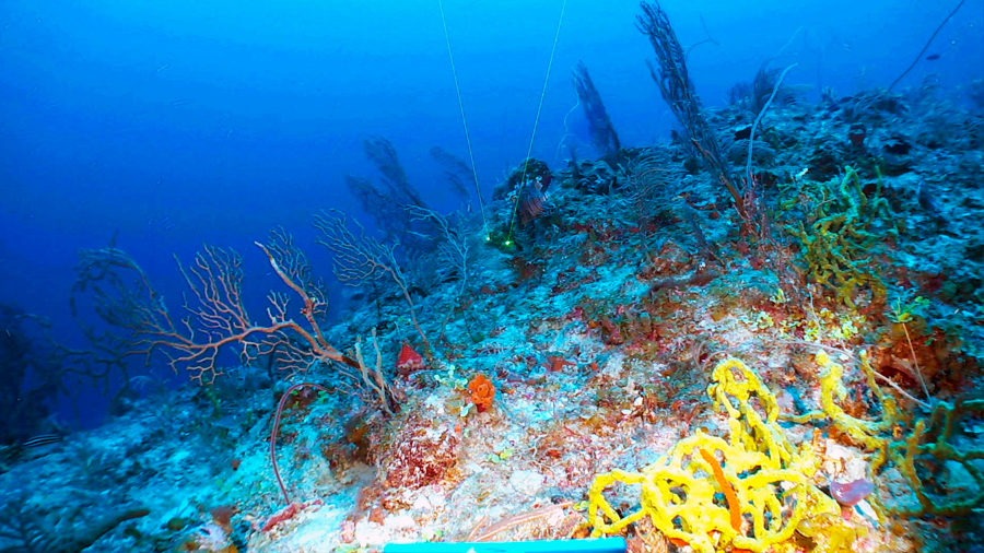 Los corales de aguas profundas también tienen estrés por el aumento de temperaturas