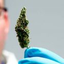 Científicos descubren cómo un componente del cannabis puede combatir la psicosis