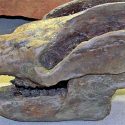 Descubren los fósiles de un mamífero de hace 184 millones de años con 38 crías