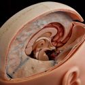 Descubren túneles secretos entre el cráneo y el cerebro