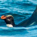 Logran seguir por primera vez la solitaria maratón de 2 meses de un pingüino neozelandés: 6,800 kms